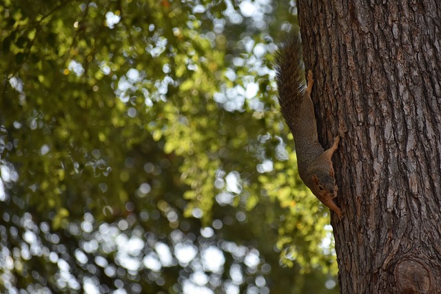 季后的休息 季后的休息
