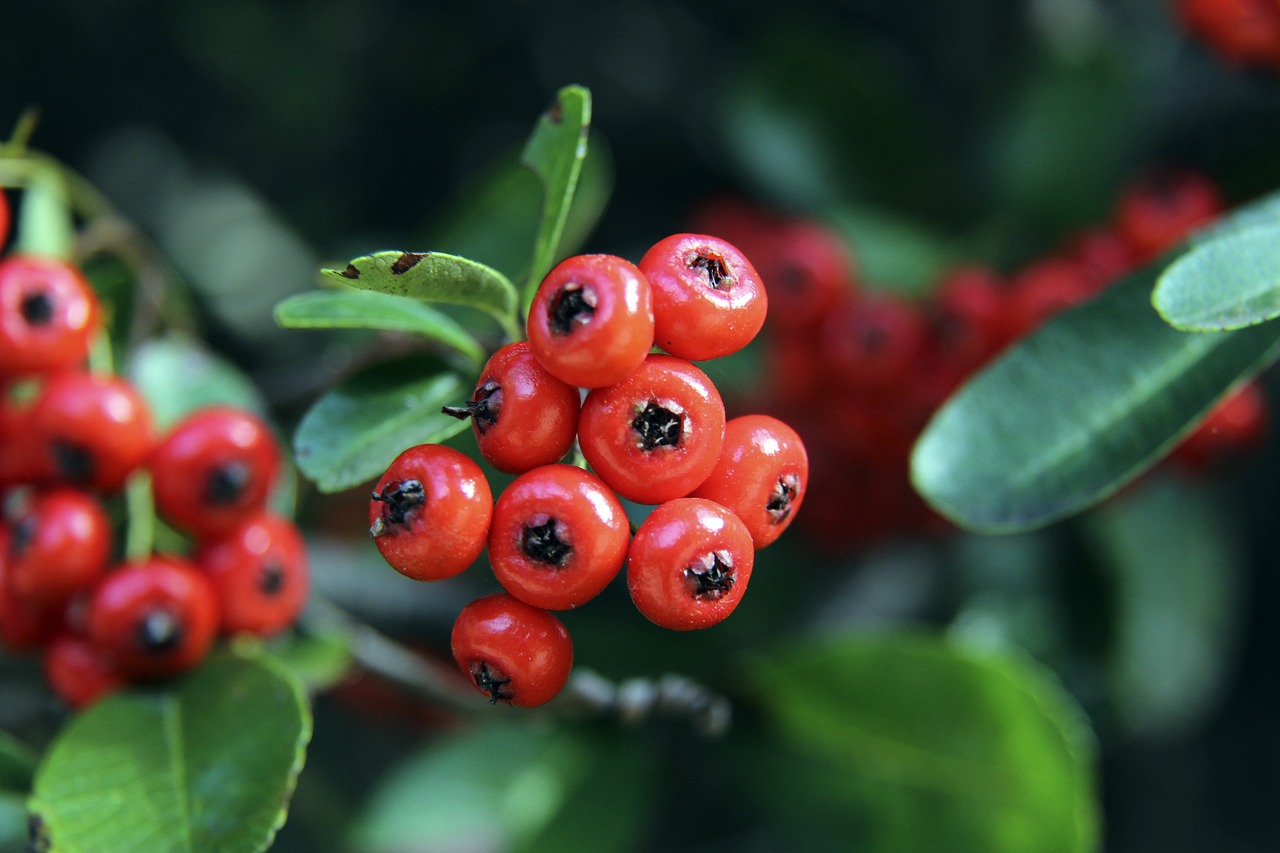 黎圣日耳曼 黎圣日耳曼