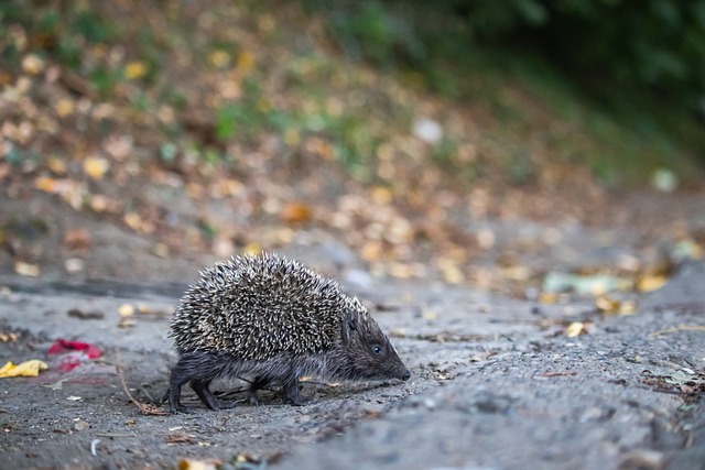 明了他对高 明了他对高